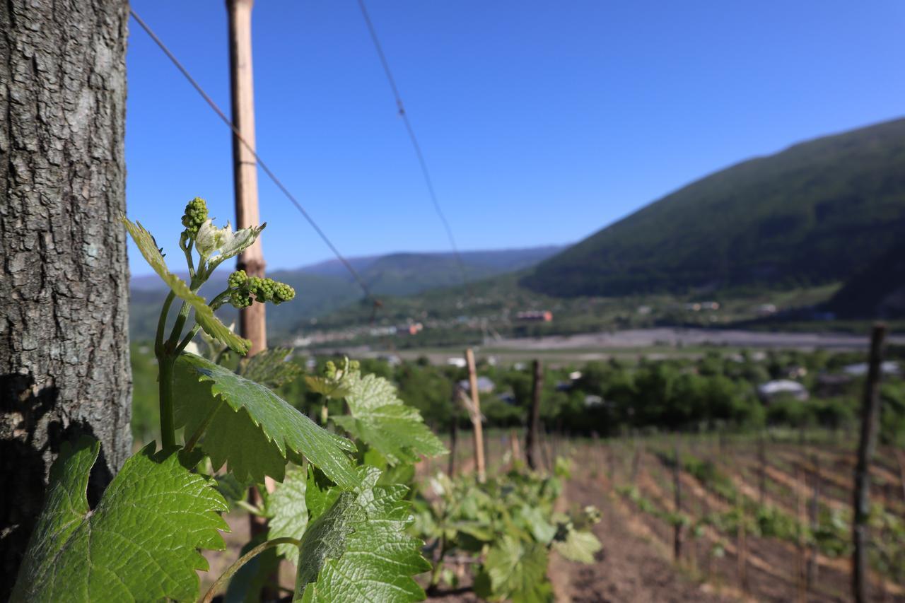Chateau Dio Ambrolauri Εξωτερικό φωτογραφία